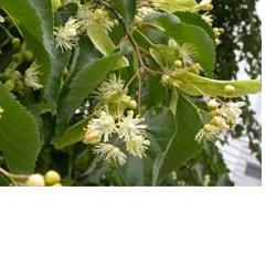 EIE TIGLIO 30 ML GOCCE - Farmacia Del Monaco